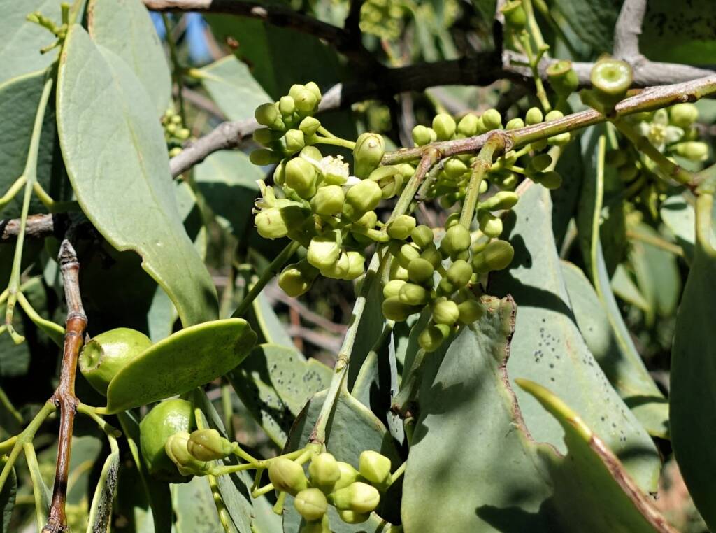 Bush Plum (Santalum lanceolatum)