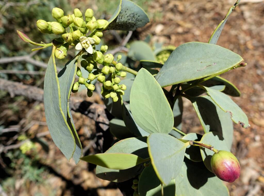 Bush Plum (Santalum lanceolatum)