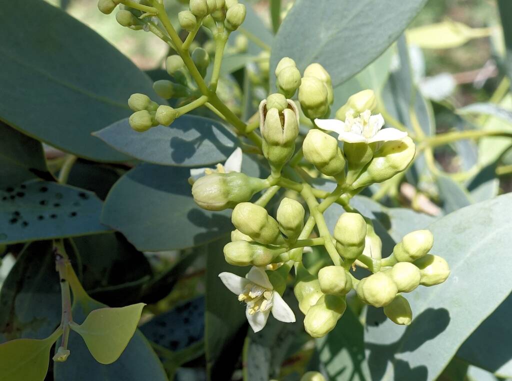 Bush Plum (Santalum lanceolatum)