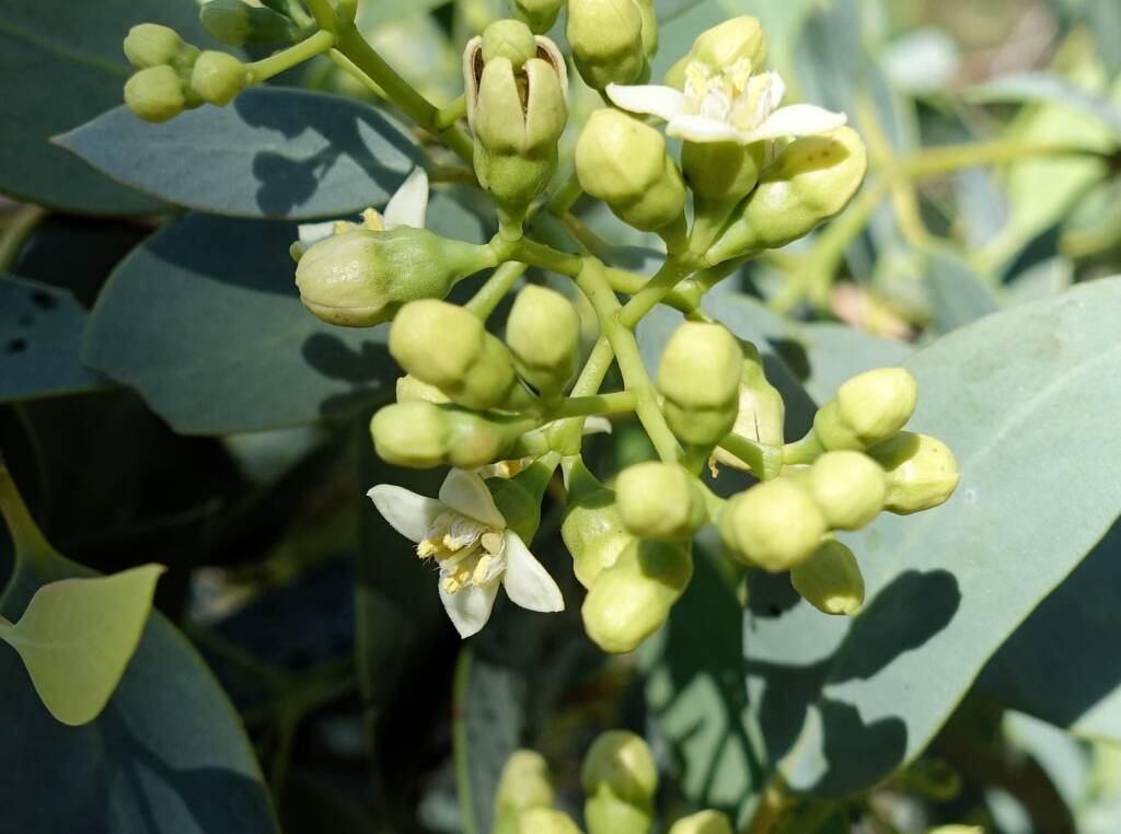 Bush Plum (Santalum lanceolatum)