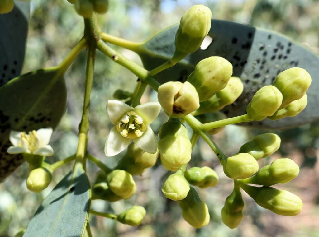 Bush Plum (Santalum lanceolatum)