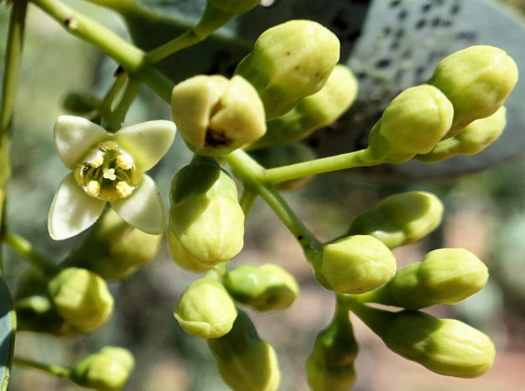 Bush Plum (Santalum lanceolatum)