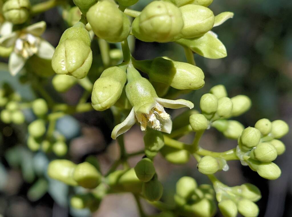 Bush Plum (Santalum lanceolatum)