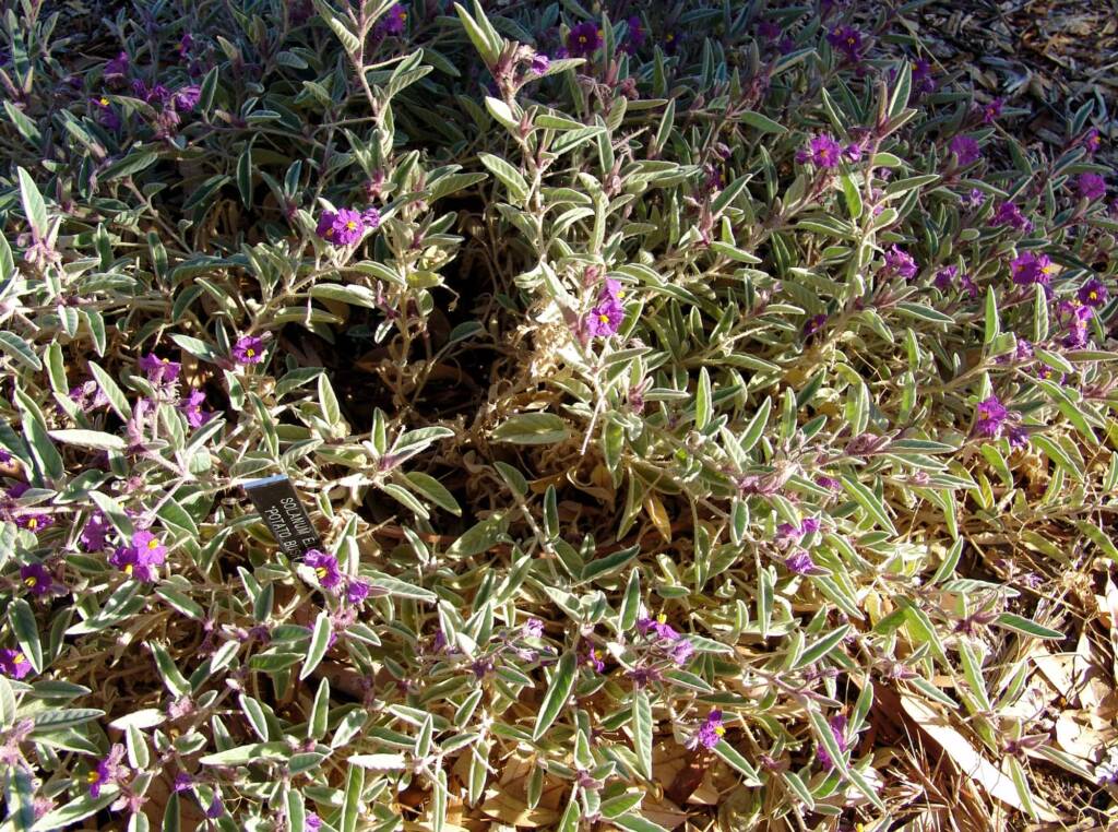Bush Tomato (Solanum ellipticum)