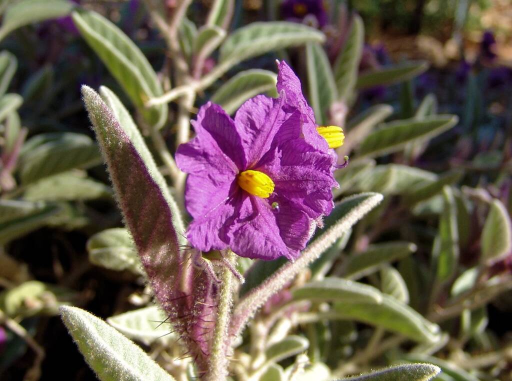 Bush Tomato (Solanum ellipticum)