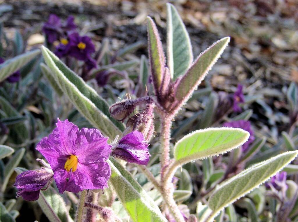 Bush Tomato (Solanum ellipticum)