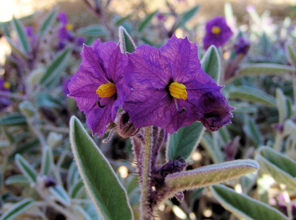 Bush Tomato (Solanum ellipticum)