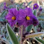 Bush Tomato (Solanum ellipticum)