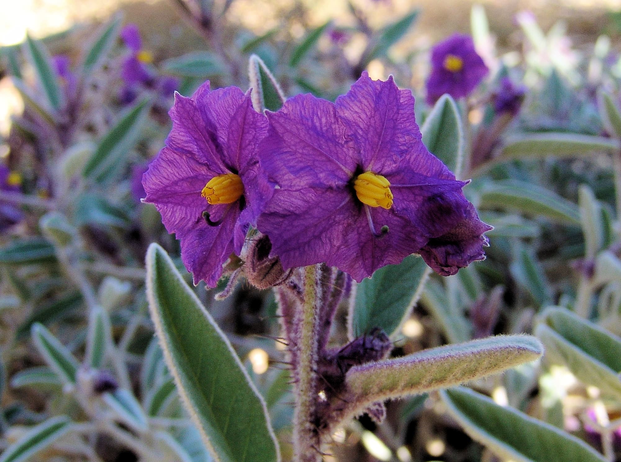 Bush Tomato (Solanum ellipticum)