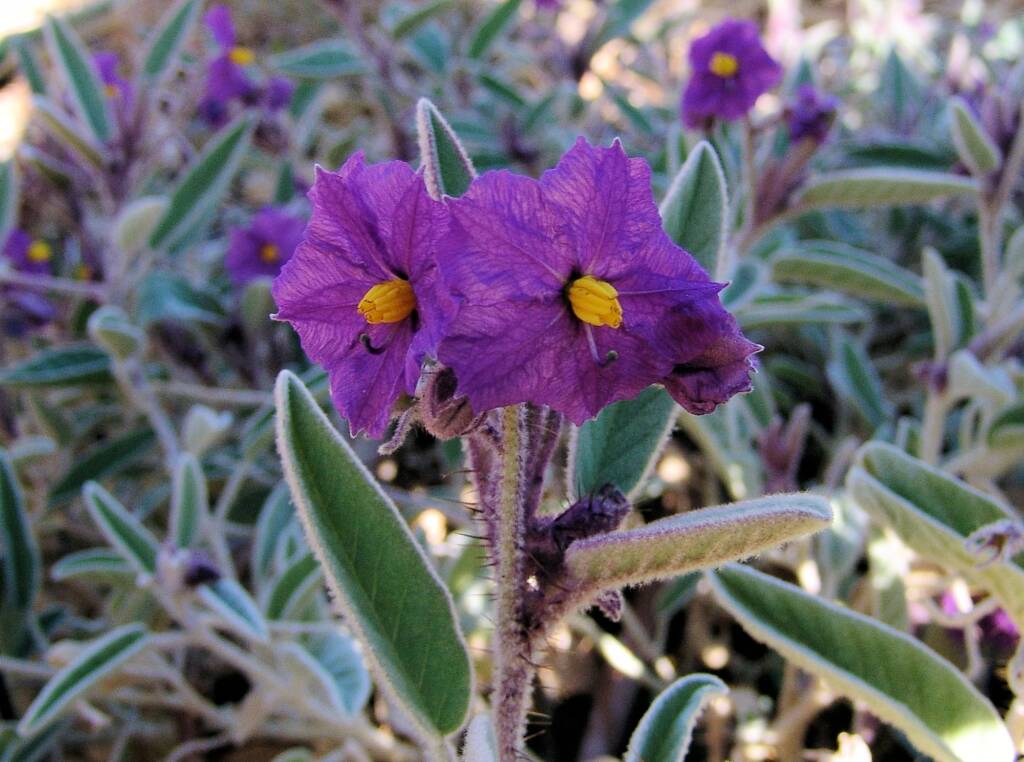 Bush Tomato (Solanum ellipticum)