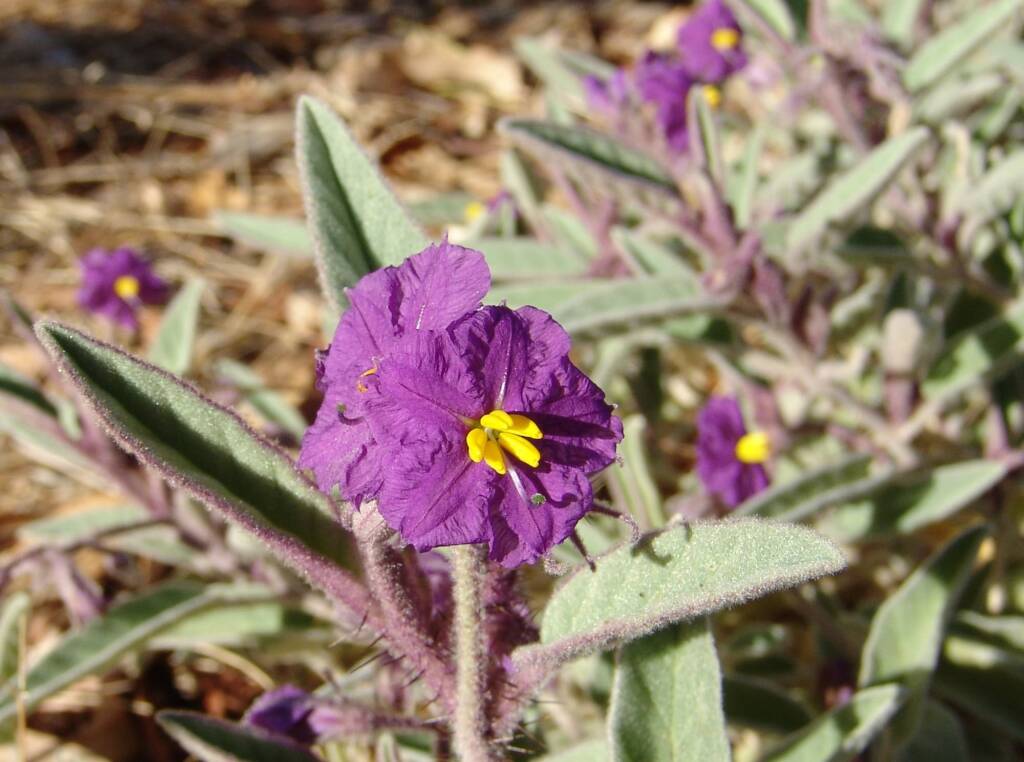 Bush Tomato (Solanum ellipticum)