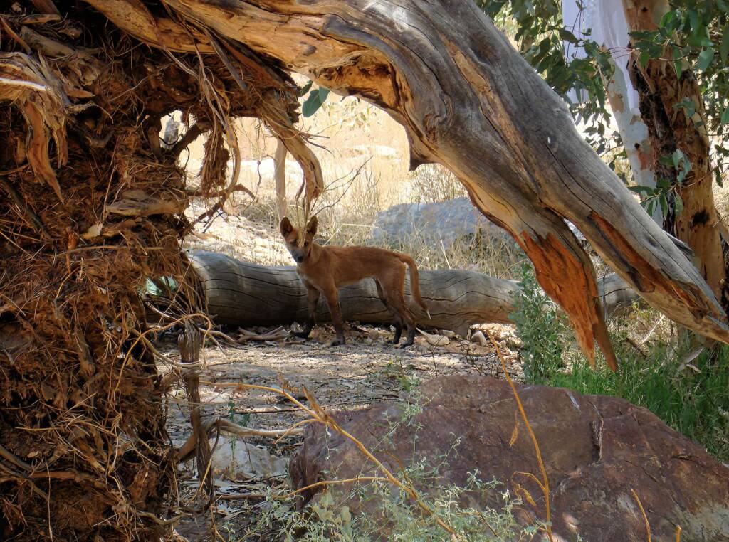 Dingo at Ellery Creek Big Hole