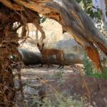 Dingo at Ellery Creek Big Hole