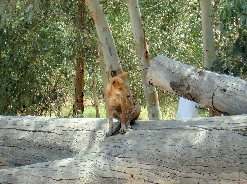 Dingo at Ellery Creek Big Hole