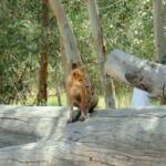 Dingo at Ellery Creek Big Hole