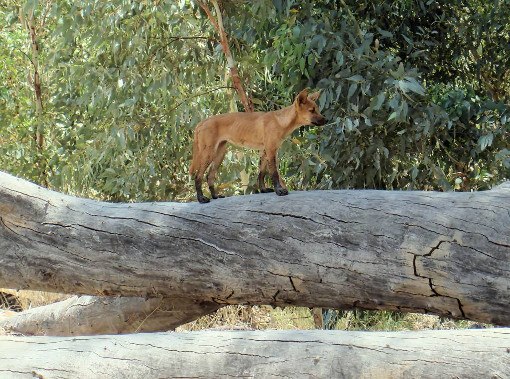 Dingo at Ellery Creek Big Hole