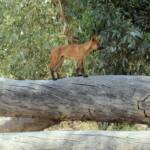 Dingo at Ellery Creek Big Hole