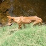 Dingo at Ellery Creek Big Hole