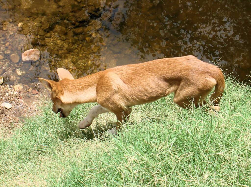 Dingo at Ellery Creek Big Hole