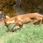 Dingo at Ellery Creek Big Hole
