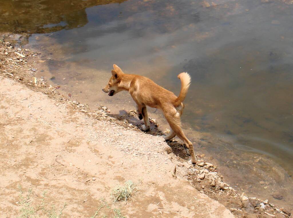 Dingo at Ellery Creek Big Hole