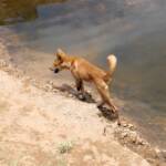 Dingo at Ellery Creek Big Hole