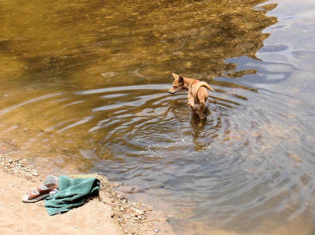 Dingo at Ellery Creek Big Hole