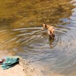 Dingo at Ellery Creek Big Hole