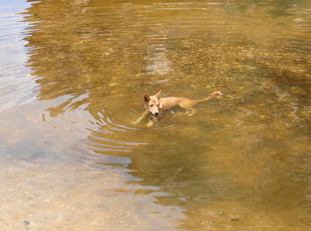 Dingo at Ellery Creek Big Hole