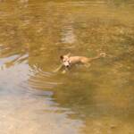 Dingo at Ellery Creek Big Hole