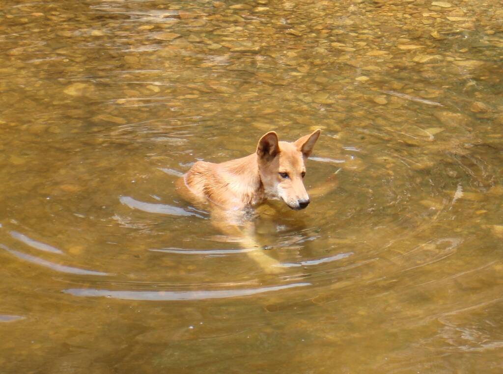 Dingo at Ellery Creek Big Hole © CK Leel