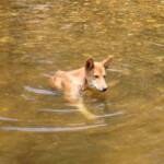 Dingo at Ellery Creek Big Hole © CK Leel