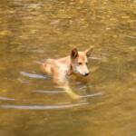 Dingo at Ellery Creek Big Hole