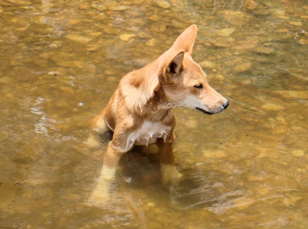 Dingo at Ellery Creek Big Hole © CK Leel