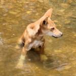 Dingo at Ellery Creek Big Hole © CK Leel