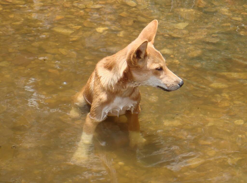 Dingo at Ellery Creek Big Hole