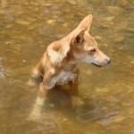 Dingo at Ellery Creek Big Hole