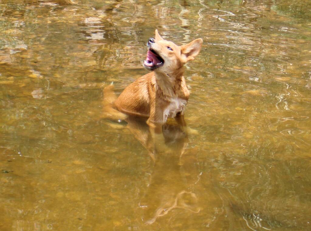 Dingo at Ellery Creek Big Hole © CK Leel
