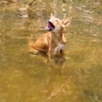 Dingo at Ellery Creek Big Hole © CK Leel