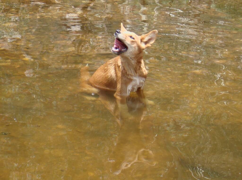 Dingo at Ellery Creek Big Hole