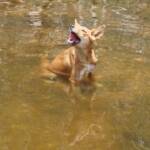 Dingo at Ellery Creek Big Hole