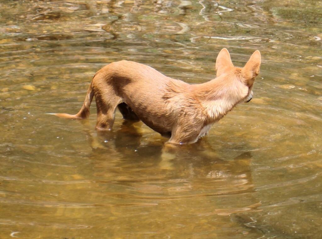 Dingo at Ellery Creek Big Hole
