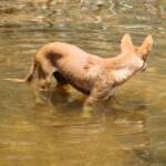 Dingo at Ellery Creek Big Hole