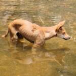 Dingo at Ellery Creek Big Hole © CK Leel