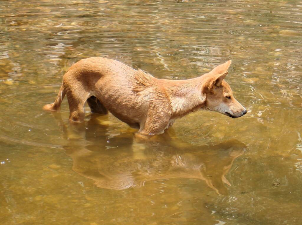 Dingo at Ellery Creek Big Hole