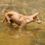 Dingo at Ellery Creek Big Hole