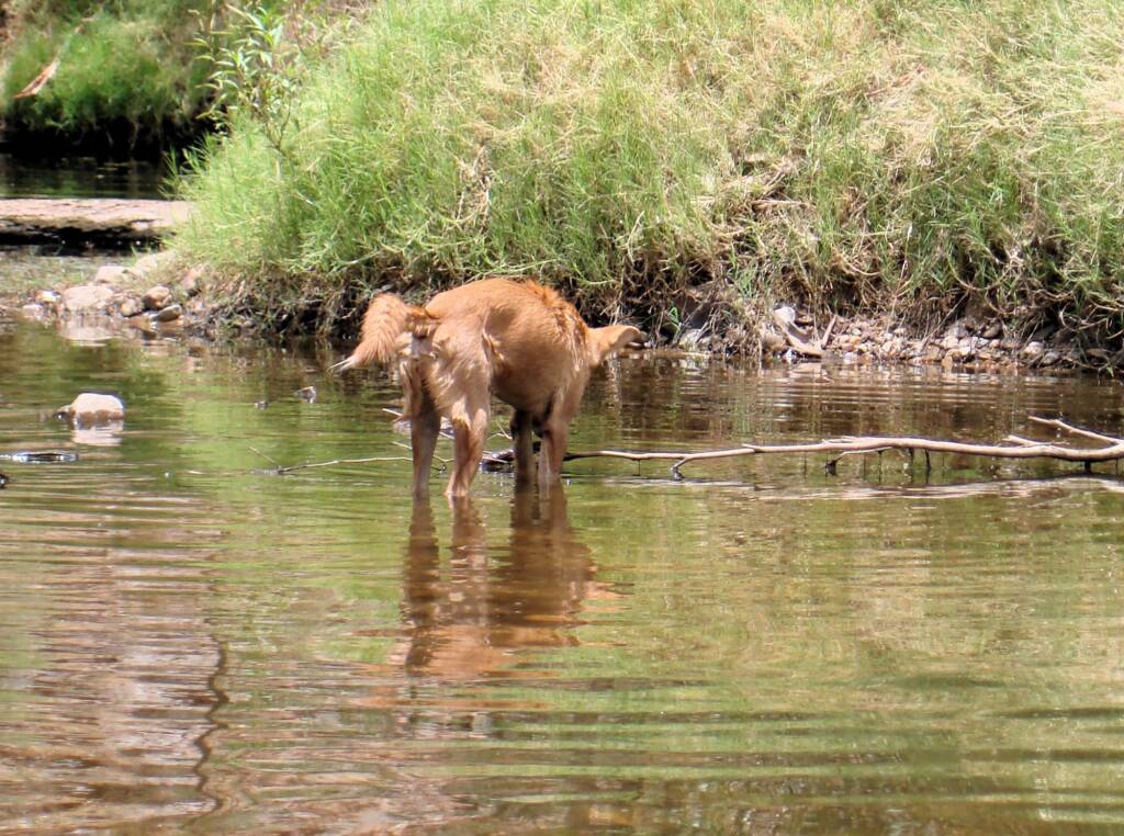 Dingo at Ellery Creek Big Hole