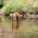Dingo at Ellery Creek Big Hole