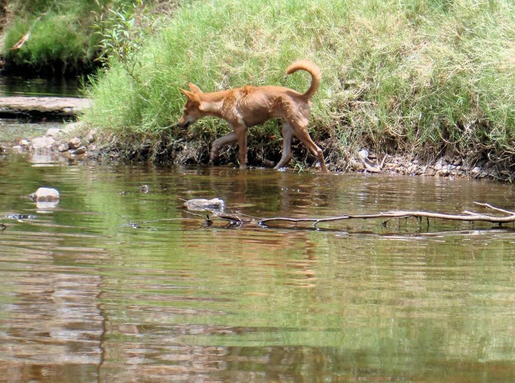 Dingo at Ellery Creek Big Hole