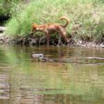 Dingo at Ellery Creek Big Hole